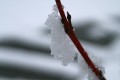 glace