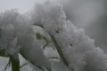 neige0