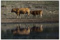 reflet en brenne