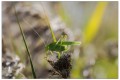 sauterelle verte