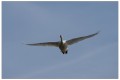 cygne de la brenne
