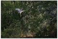 heron