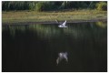 reflet sur l'etang