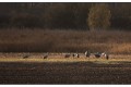 grues cendrées de Brenne a 700mm