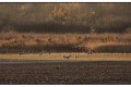 grues cendrées de Brenne a 700mm
