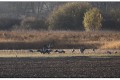 grues cendrées de Brenne a 700mm