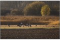 grues cendrées de Brenne a 700mm