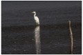 aigrette