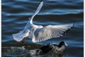 la mouette voleuse 1