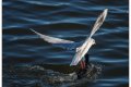 la mouette voleuse 2