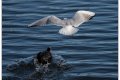 la mouette voleuse 3