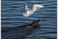 la mouette voleuse 4