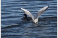 la mouette voleuse 5