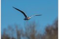 mouette