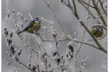 mésanges dans le froid