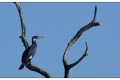 cormoran a pescalis