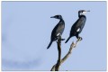 cormoran a pescalis
