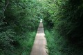 Promenons-nous dans les bois