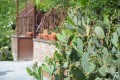 Vieille verrière aux cactus