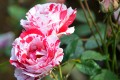 Duo de roses
