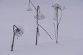 HAUTE SAVOIE 14