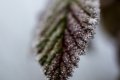 givre...