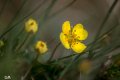 jaune....