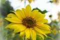 tournesol...