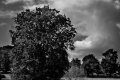 paysage bocain...