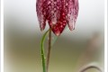 fritilaire pintade