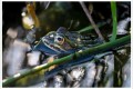 grenouille