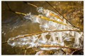 la glace a pris le dessus....