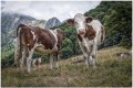 L'amour vache