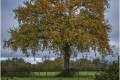 L'arbre