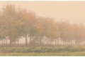 Brouillard