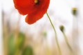Coquelicot