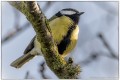 Mésange charbonnière