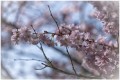 Cerisier en fleur