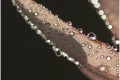 Perles de rosée