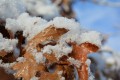 neige