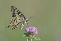 Machaon