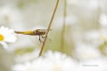 Libellula Depressa femelle au-dessus des nuages