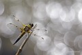 Quadrimaculata flara