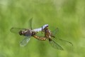 Acrobatique