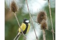 p'tite charDonnière