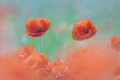 coquelicots