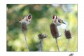 Duo élégant