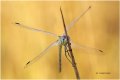 Sympetrum