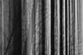 forêt abstraite