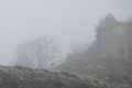 chèvre dans le brouillard givrant